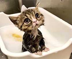 A kitten getting a bath.