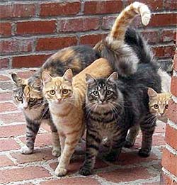 4 cats coming around the corner together