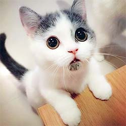 A unique looking cat with its front paws on the table