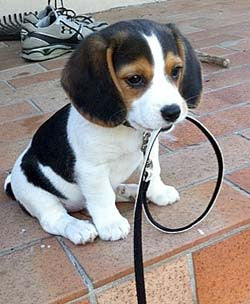 A beagle puppy holding its leash in its mouth