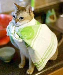 A grumpy cat wearing a towel like a cape