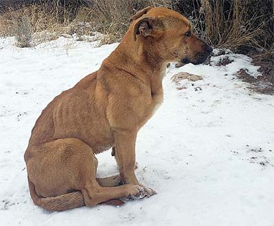 A dog in the snow