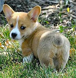 Corgi puppy