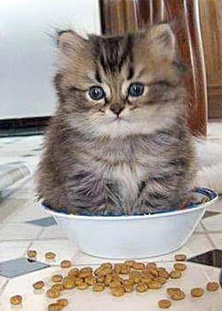 kitten in a kibble bowl