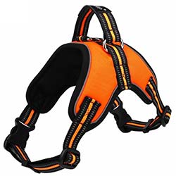 Sport Harness