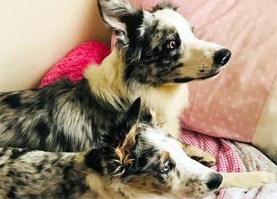 two blue collie dogs