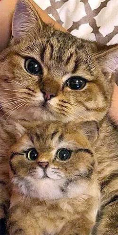 cute cats