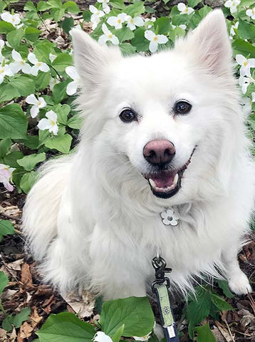 White dog posing in white flowers