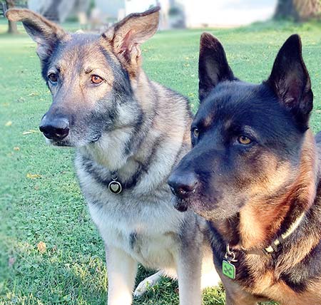 two dogs sitting side by side