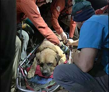 Mastiff on a stretcher