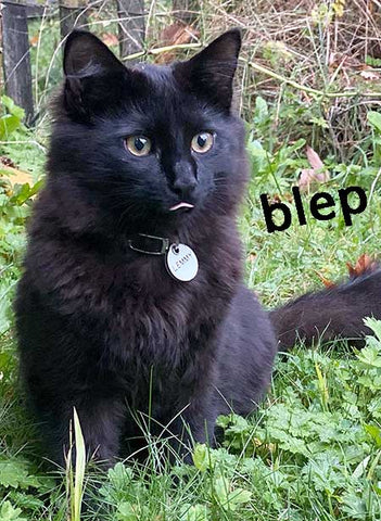 Black cat named Lemmy wearing a LuckyPet ID tag.