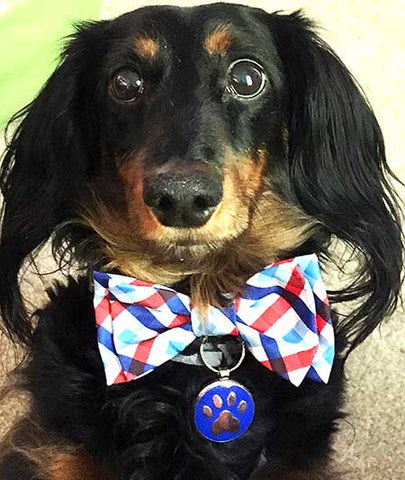 Dasher the long haired Dachshund wearing a bow tie and a cute LuckyPet paw jewelry tag.