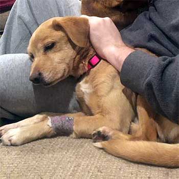 Cute puppy cuddling its owner