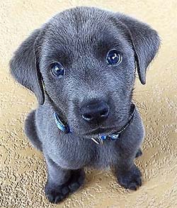 cute black puppy