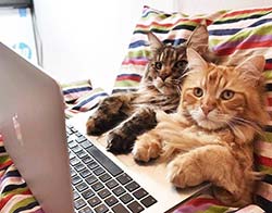 Two cats doing their computer work