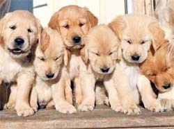 6 puppies squeezing into a small space