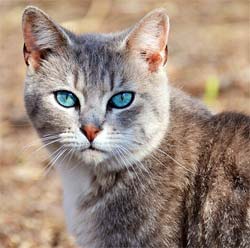 A unique looking cat with Caribbean blue eyes