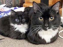A tuxedo kitten and it's identical tuxedo parent
