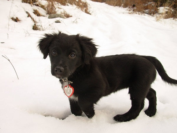  Bella in the snow.