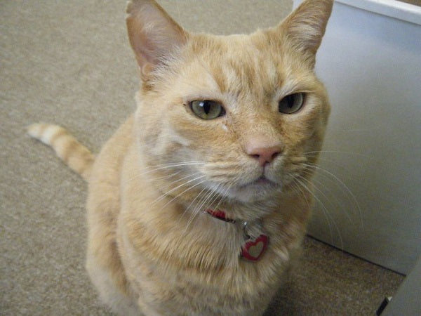 Buddha wearing his heart shaped jewelry tag