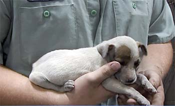 A tiny puppy in someone's hands.