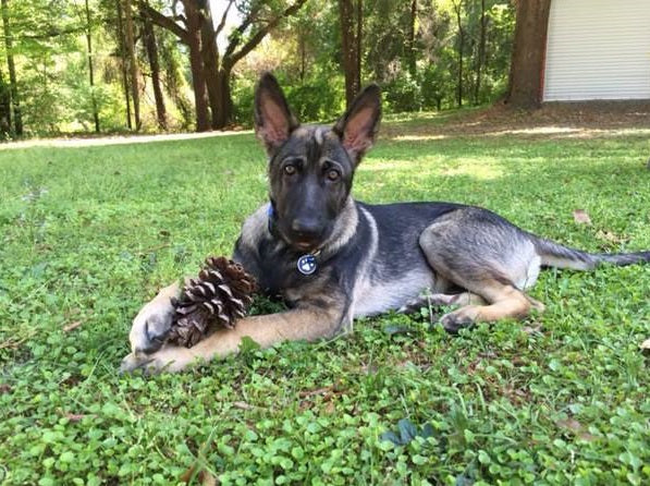 Dax and his pine cone