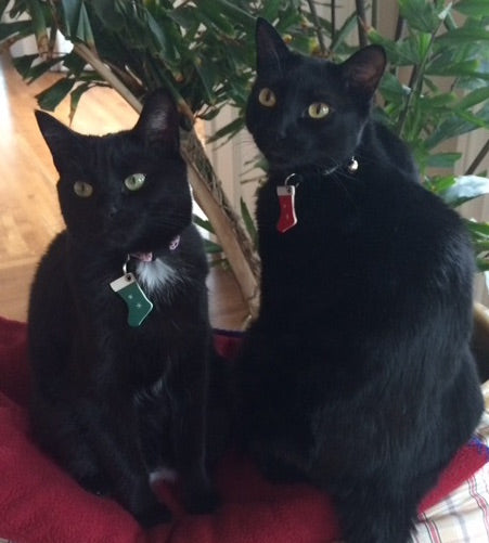 Dinah & Nala, kitty siblings, with their red and green holiday stocking tags