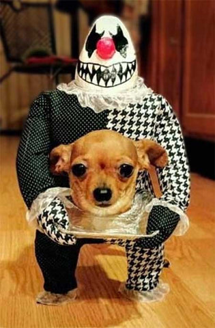 Funny Dog And Owner Costumes