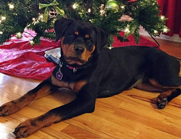 Sweet Rottweiler by the Christmas tree