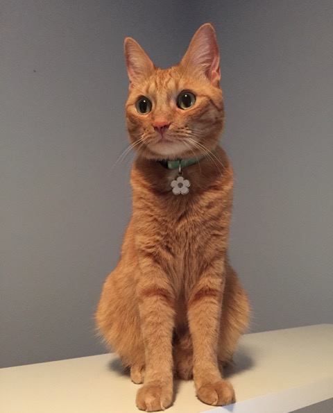 Gigi the orange tabby, wearing a tiny flower cat ID tag