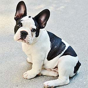 French Bulldog