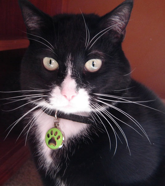 Gary wearing a small lime Paw Jewelry Tag