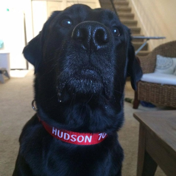 Hudson with his embroidered collar