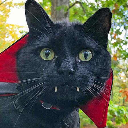 Halloween Pet Safety Tips