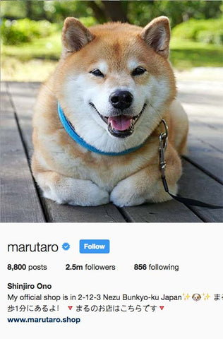 Shibainu Maru