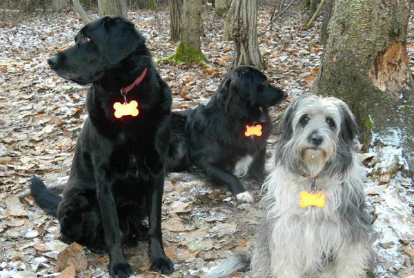 Three dogs and their reflecting jumbo bone shape pet tags