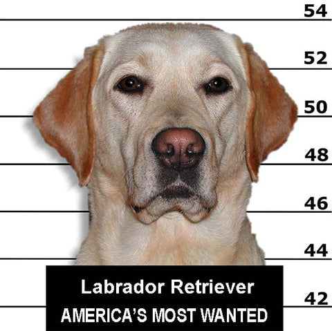 Lab in Lab Wanted Poster