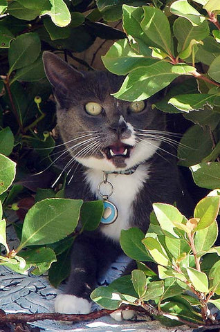 Cat in the bushes