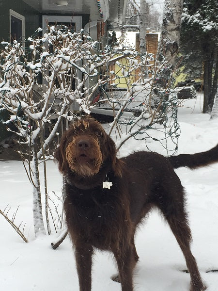 Louie in the snow