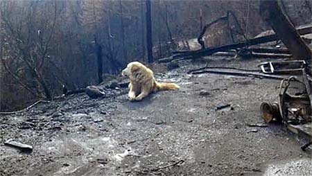 Dog next to burnt house