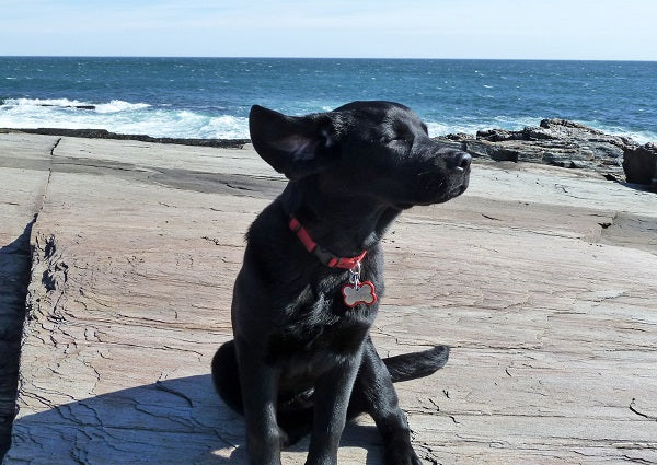 Moxie sniffing the ocean breeze