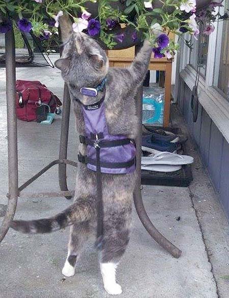 At cat standing on its hind legs to smell the flowers.