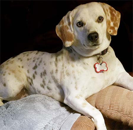 Cute dog and his red bone frame tag