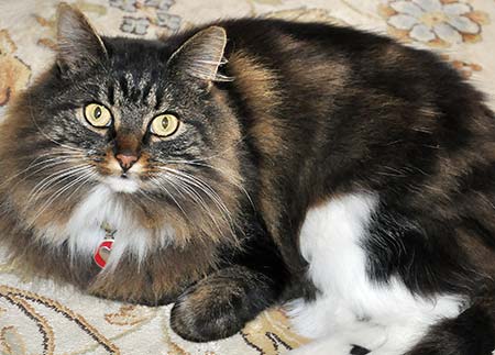 Cute fluffy cat and her red heart pet tag