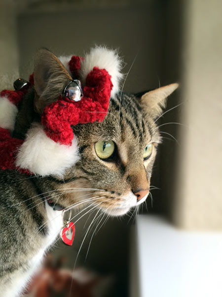 Stripey kitty wearing a Santa head ornament.