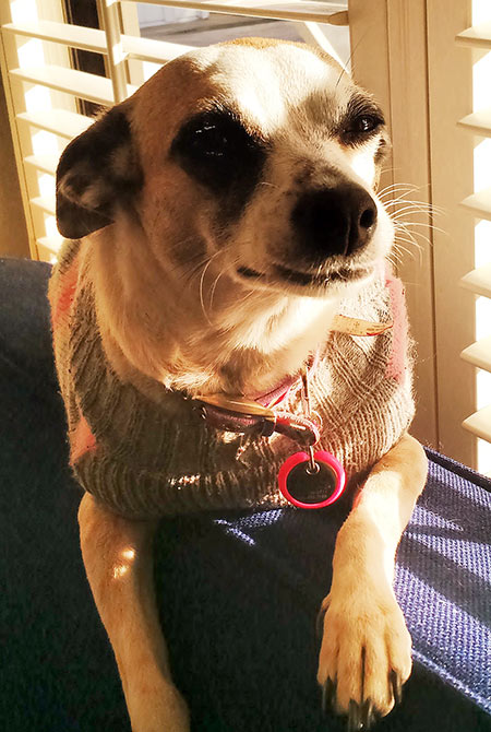 Small dog with a sweater and a bright pink pet tag.