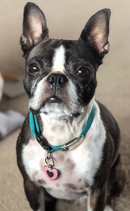Boston terrier wearing a pink heart shaped pet tag.