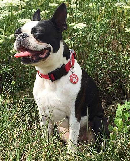 Dog wearing a red collar and red paw jewelry tag.