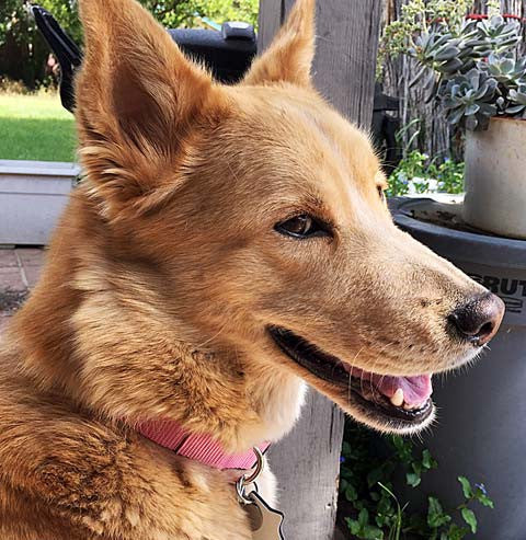 Dog turning back and smiling at her owner