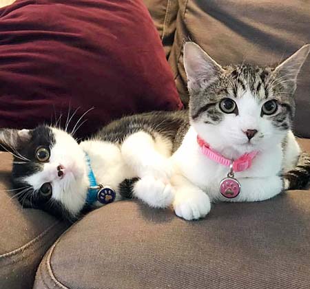 Two kittens being cute on a couch and wearing tiny jewelry cat tags